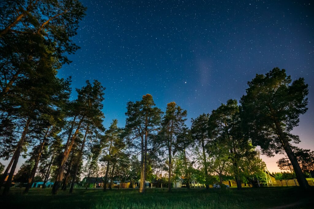 Green Trees Woods In Park Under Night Starry Sky. Night Landscap