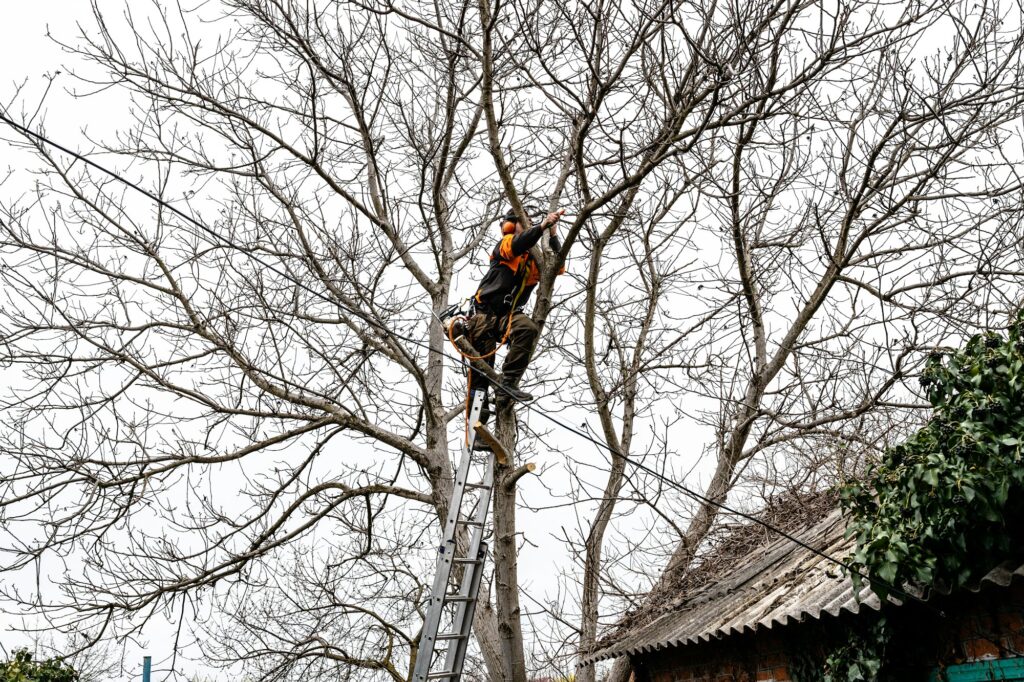 worker saws branches of tall tree in rural yard